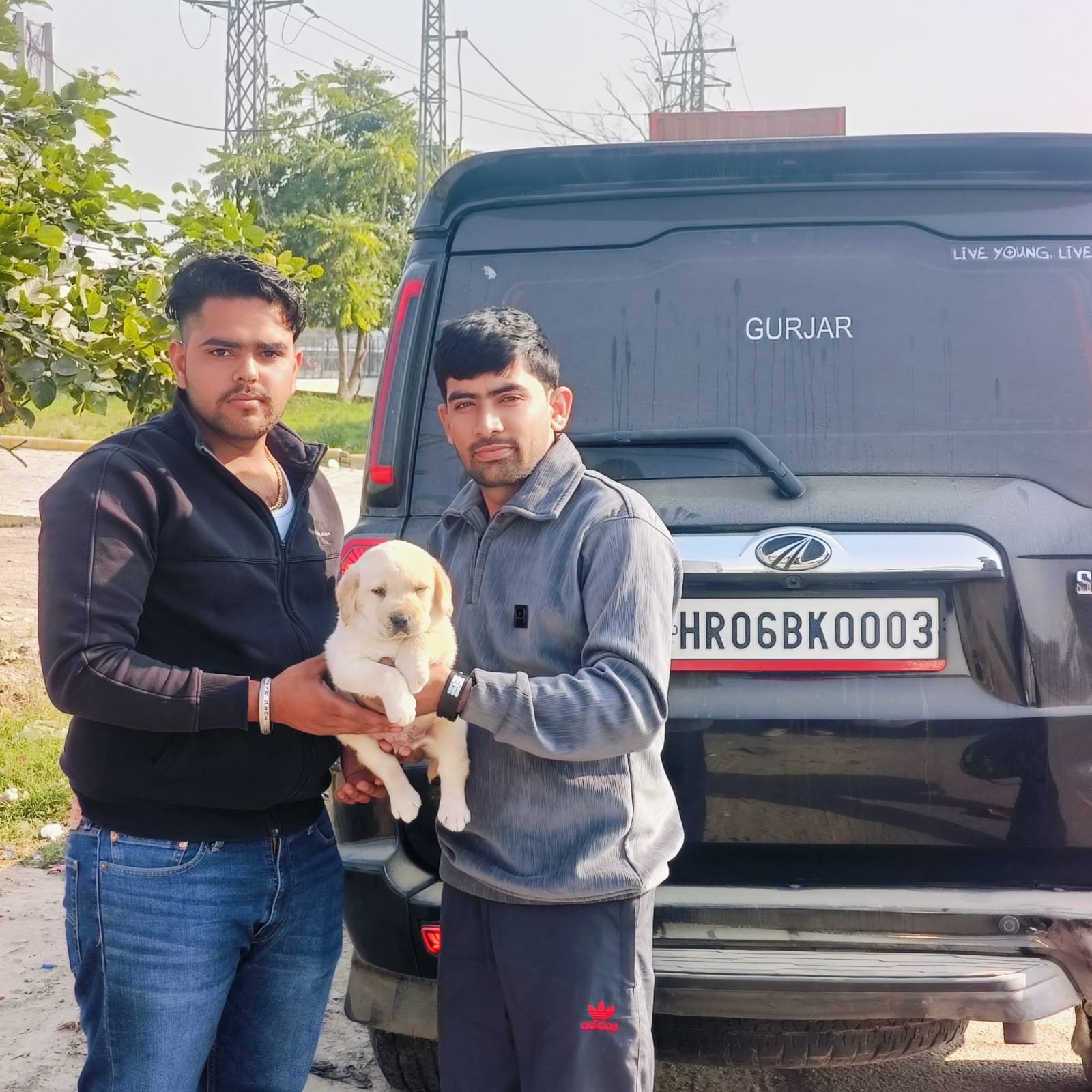Pet transport photo 5