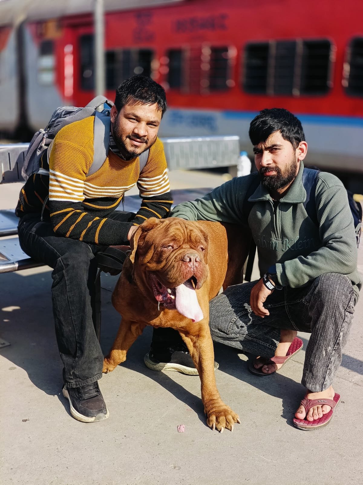 Pet transport photo 6